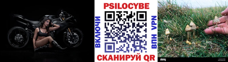 Галлюциногенные грибы Psilocybine cubensis  Купить где  Тайга 
